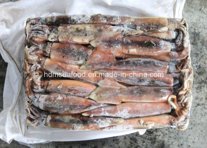 Frozen Illex Squid with Competitive Price