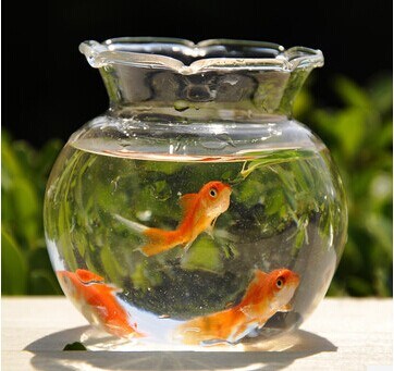 Mini Clear Glass Fish Bowl, Fish Tank, Glass Vase