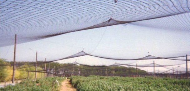 100%New HDPE Anti-Insect Netting for Agriculture