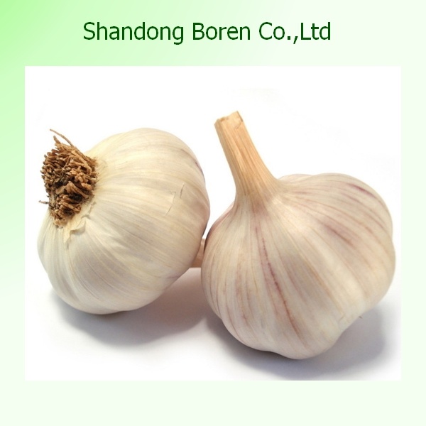 Health Benefit Workable Price Chinese Fresh Garlic