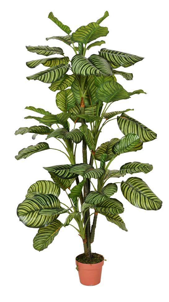Artificial Plants and Flowers of Calathea 58lvs Gu-Bj-750-58-5