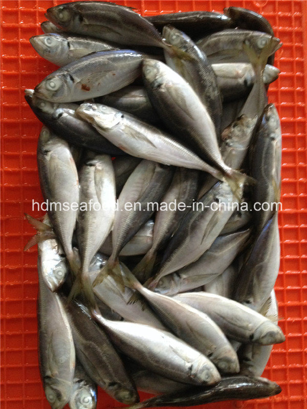 Good Quality Frozen Japanese Jack Mackerel Fish