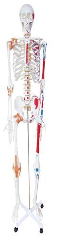 Life-Size Skeleton Model with The Colored Muscle (kar/gg1001)
