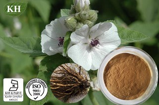 100% Natural Althaea Root Extract: 4: 1; 5: 1; 10: 1; 20: 1