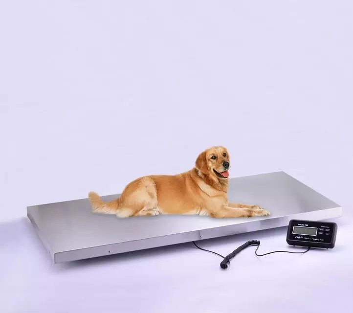 Digital Animal Scale Yc-300 (300kg/0.1kg)
