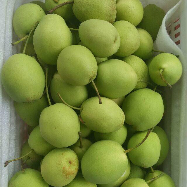 New Crop High Quality Fresh Pear / Shandong Pear (70-80-90-100)