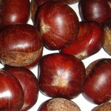 New Crop Chestnut in Shell