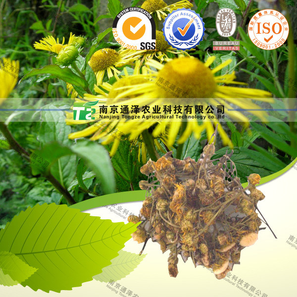 Natural Herbal Medicine Raw Material Inula Flower