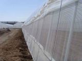 Anti-Insect Netting for Agriculture 50X25 Mesh