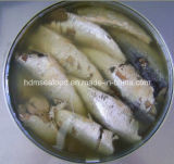 Fresh Frozen Sardine Canned for Raw Material