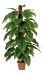 Artificial Plants and Flowers of Emerald 68lvs 155cm