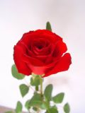 Fresh Cut Flower Rose French Red
