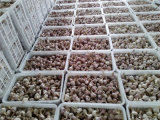 Chinese Fresh Natural Green Garlic From Boren