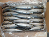 Pacific Mackerel 200-300g M