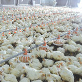 Full Set Poultry Equipment for Broiler Isolated Farm