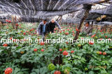 Farmer Provide Wenshan Sanqi 3 Years Growing 30 PCS/500 G