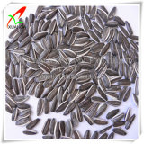 Long Type Black Sunflower Seeds 5009 22/64