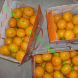 Fresh Mandarin Orange/Honey Orange