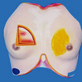 Breast Anatomy Model for Demonstration (R150103)