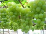 Seedless Fresh Green Grape