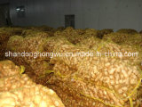 Fresh Ginger to The Middle East Market