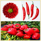 Factory Price Red Chili Oil