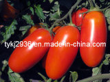 100% Pure Tomato Paste for Exporting 850g/Can