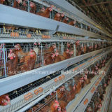 Layer Chicken Battery Cage Poultry Farming Equipment