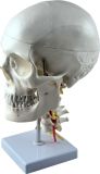 Human Skull Mh01007