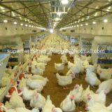High Quality Automatic Poultry Farm Equipment for Chicken
