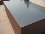 Coated Plywood for Construcion (FFP-02)