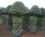 Ficus Pot