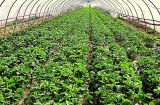 Meyabond 100% HDPE Greenhouse Anti Insect Net