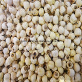 Wholesale Dried White and Red Lotus Seed
