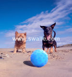 Swalle B1 Ball New Products 2014 Pet Dog Toys