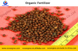 High Quality and Lower Price Plant and Agriculture Useing Organic Fertilizer