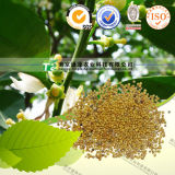 Natural Herbal Medicine Raw Material Semen Sinapis