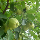 Chinese Fresh Golden Delicious Apple