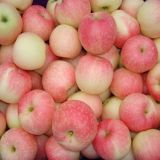 Best Price for Fresh Apple with High Quality
