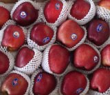 Red Delicious Apple/ Huaniu Apple/ Chinese Fruit