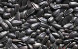 High Oil Content Black Sunflower Seeds for Oil 033