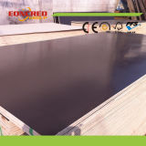 Film Faced Plywood / Shuttering Plywood / Marine Plywood