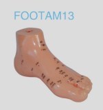 Foot Acupuncture Model (13cm)