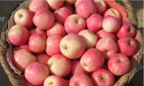Top Quality FUJI Apples (2014)