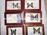 Butterfly Specimen 14