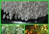 Agriculture Fertilizer White Color Granular 21% Ammonium Sulphate