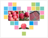 2015 New Crop Fresh FUJI Apple