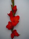 Fresh Cut Flower-Gladiola