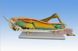 Se62004 Locust Anatomical Model