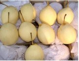 Fresh Ya Pear/Chinese Fruits of Good Quality